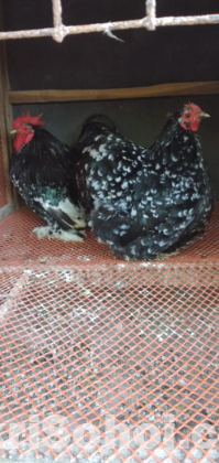 চীনের রানিং মল্টেড কোচিন মোরগ